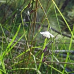 Arthropodium milleflorum at Paddys River, ACT - 15 Jan 2015 09:00 AM