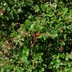 Einadia hastata (Berry Saltbush) at Acton, ACT - 16 Jan 2015 by RWPurdie