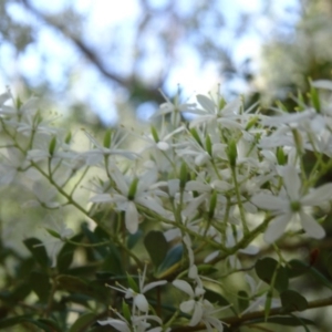 Bursaria spinosa at Paddys River, ACT - 15 Jan 2015