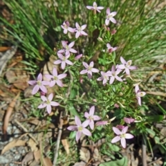 Centaurium tenuiflorum (Branched Centaury) at Paddys River, ACT - 14 Jan 2015 by galah681