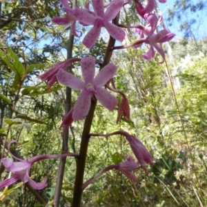 Dipodium roseum at Paddys River, ACT - suppressed