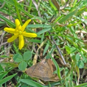 Hypoxis hygrometrica at Paddys River, ACT - 15 Jan 2015 08:56 AM