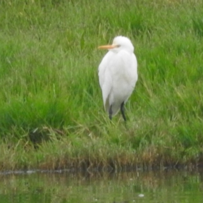 Bubulcus coromandus (Eastern Cattle Egret) at Fyshwick, ACT - 25 Mar 2016 by ArcherCallaway