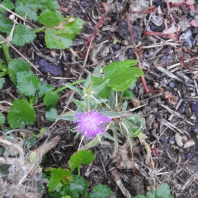 Centaurea calcitrapa (Star Thistle) at Campbell, ACT - 24 Mar 2016 by RyuCallaway