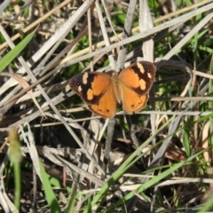 Heteronympha merope (Common Brown Butterfly) at Stromlo, ACT - 26 Mar 2016 by ArcherCallaway