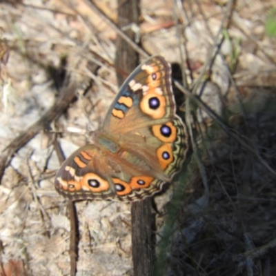 Junonia villida (Meadow Argus) at Stromlo, ACT - 25 Mar 2016 by RyuCallaway