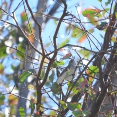 Gerygone fusca (Western Gerygone) at Stromlo, ACT - 26 Mar 2016 by ArcherCallaway