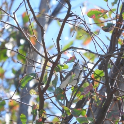 Gerygone fusca (Western Gerygone) at Stromlo, ACT - 26 Mar 2016 by ArcherCallaway