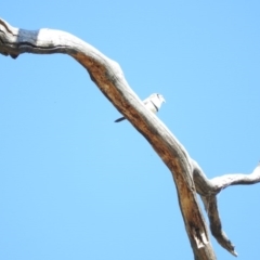 Stizoptera bichenovii (Double-barred Finch) at Duffy, ACT - 26 Mar 2016 by ArcherCallaway