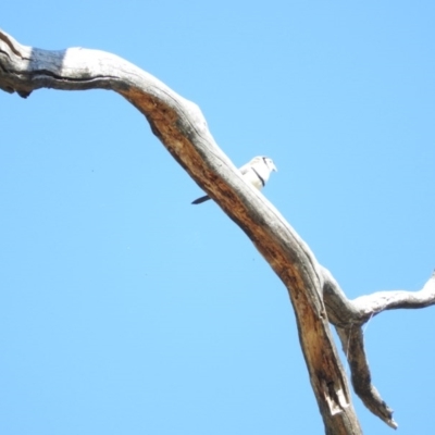 Stizoptera bichenovii (Double-barred Finch) at Duffy, ACT - 26 Mar 2016 by ArcherCallaway