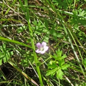 Geranium solanderi var. solanderi at Paddys River, ACT - 15 Jan 2015 08:58 AM