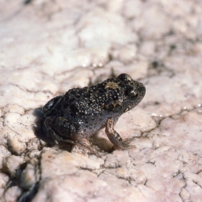 Uperoleia laevigata (Smooth Toadlet) at Oallen, NSW - 26 Feb 1976 by wombey