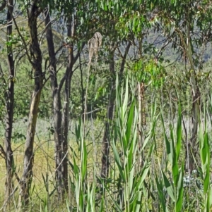 Phragmites australis at Paddys River, ACT - 15 Jan 2015 09:01 AM