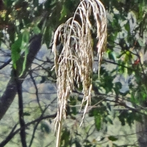 Phragmites australis at Paddys River, ACT - 15 Jan 2015 09:01 AM