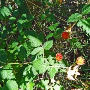 Rubus parvifolius at Paddys River, ACT - 15 Jan 2015 09:02 AM