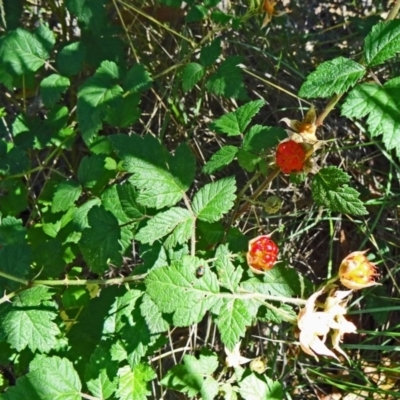 Rubus parvifolius (Native Raspberry) at Paddys River, ACT - 15 Jan 2015 by galah681