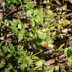 Lysimachia arvensis (Scarlet Pimpernel) at Paddys River, ACT - 14 Jan 2015 by galah681