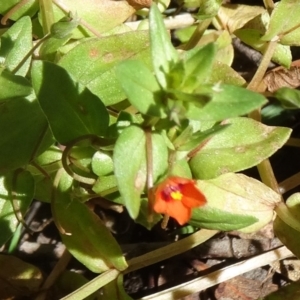 Lysimachia arvensis at Paddys River, ACT - 15 Jan 2015