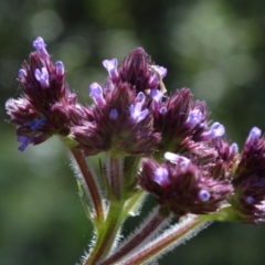 Verbena incompta (Purpletop) at Paddys River, ACT - 14 Jan 2015 by galah681