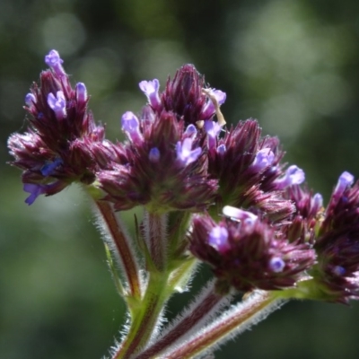 Verbena incompta (Purpletop) at Paddys River, ACT - 14 Jan 2015 by galah681