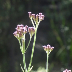 Verbena incompta at Paddys River, ACT - 15 Jan 2015