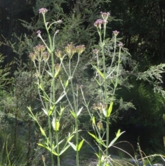 Verbena incompta at Paddys River, ACT - 15 Jan 2015