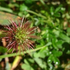 Acaena novae-zelandiae (Bidgee Widgee) at Paddys River, ACT - 14 Jan 2015 by galah681