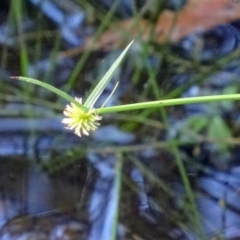 Cyperus sphaeroideus (Scented Sedge) at Paddys River, ACT - 14 Jan 2015 by galah681