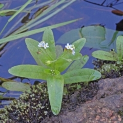 Myosotis laxa subsp. caespitosa (Water Forget-me-not) at Paddys River, ACT - 14 Jan 2015 by galah681