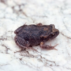 Uperoleia laevigata (Smooth Toadlet) at Oallen, NSW - 25 Feb 1976 by wombey