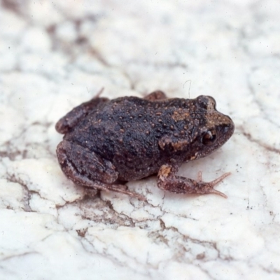 Uperoleia laevigata (Smooth Toadlet) at Oallen, NSW - 26 Feb 1976 by wombey