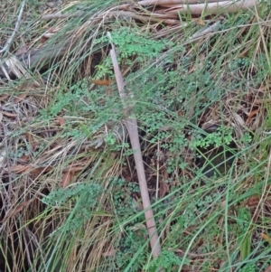 Adiantum aethiopicum at Paddys River, ACT - suppressed