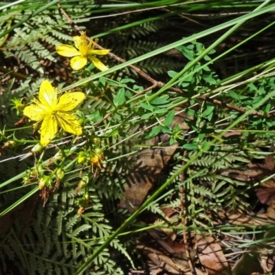 Hypericum perforatum (St John's Wort) at Paddys River, ACT - 14 Jan 2015 by galah681