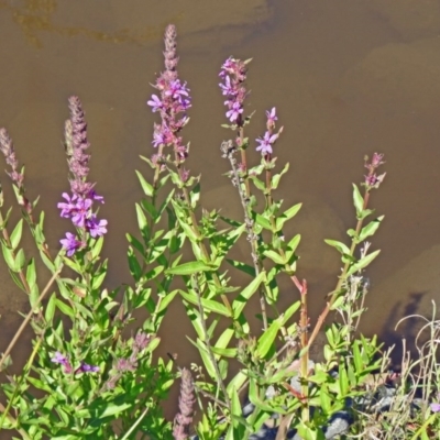 Lythrum salicaria (Purple Loosestrife) at Paddys River, ACT - 14 Jan 2015 by galah681