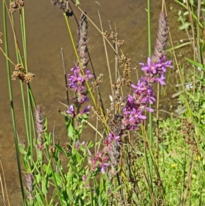 Lythrum salicaria at Paddys River, ACT - 15 Jan 2015