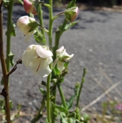 Verbascum blattaria (Moth Mullein) at Paddys River, ACT - 15 Jan 2015 by galah681