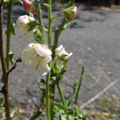 Verbascum blattaria (Moth Mullein) at Paddys River, ACT - 14 Jan 2015 by galah681