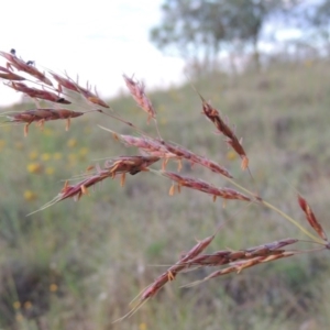 Sorghum leiocladum at Bonython, ACT - 29 Nov 2014