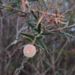 Lissanthe strigosa subsp. subulata (Peach Heath) at Pine Island to Point Hut - 29 Nov 2014 by michaelb