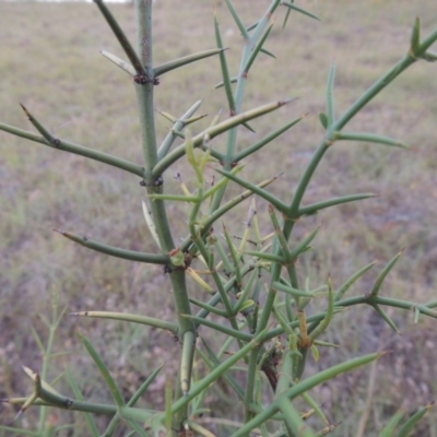 Discaria pubescens (Australian Anchor Plant) at Pine Island to Point Hut - 29 Nov 2014 by michaelb