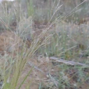 Lachnagrostis filiformis at Pine Island to Point Hut - 29 Nov 2014