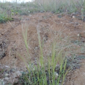 Lachnagrostis filiformis at Pine Island to Point Hut - 29 Nov 2014