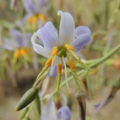 Dianella sp. aff. longifolia (Benambra) (Pale Flax Lily, Blue Flax Lily) at Bonython, ACT - 27 Nov 2014 by MichaelBedingfield