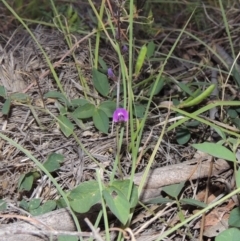 Glycine tabacina (Variable Glycine) at Pine Island to Point Hut - 29 Nov 2014 by michaelb