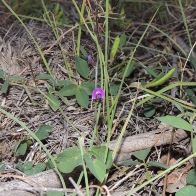 Glycine tabacina (Variable Glycine) at Bonython, ACT - 29 Nov 2014 by michaelb