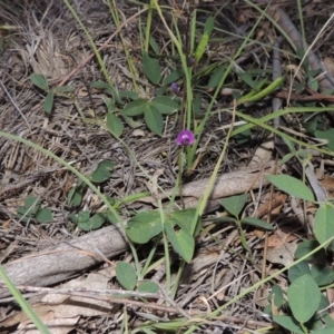 Glycine tabacina at Bonython, ACT - 29 Nov 2014