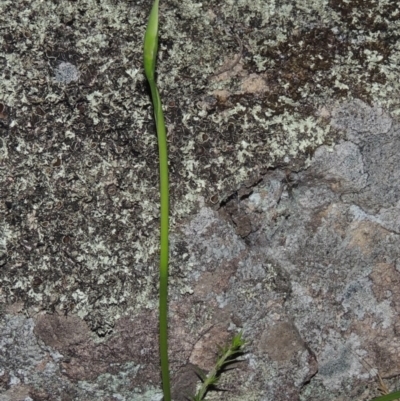 Diuris sp. (A Donkey Orchid) - 1 Jan 1900 by MichaelBedingfield