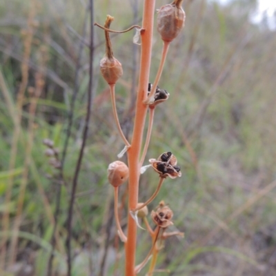 Bulbine bulbosa (Golden Lily, Bulbine Lily) at Paddys River, ACT - 1 Dec 2014 by MichaelBedingfield