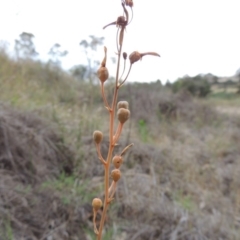 Bulbine bulbosa at Paddys River, ACT - 1 Dec 2014