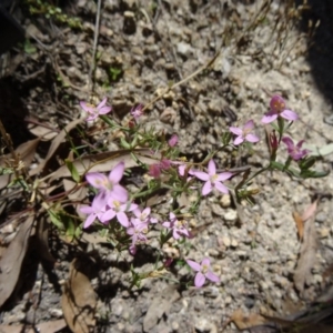 Centaurium tenuiflorum at Paddys River, ACT - 29 Oct 2014 10:05 AM